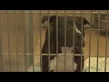 San Jose animal shelter full seeking adoptions