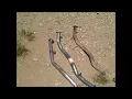 Bosal - VS
