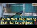 Download Lagu Contoh Murai Batu Kurang Birahi dan Kurang Emosi ❗️