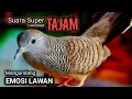 Download Lagu PERKUTUT LOKAL GACOR suara besar - PEMBANGKIT MALAS BUNYI (TOPCER LAWAN LANGSUNG NYAUT)