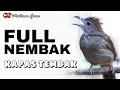 Lagu KAPAS TEMBAK FULL NEMBAK GACOR COCOK BUAT MASTERAN ISIAN KASAR MURAI BATU, CUCAK IJO, CENDET