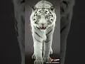 Jangan keluar jika tubuhku tidak diserang