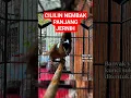 Download Lagu cililin gacor panjang suara jernih #cililingacor #masterancililingacor #masterancililin