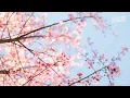 Visit the Cherry Blossom Capital of the World Macon Georgia