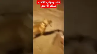 سطاف امريكي يدرب كلب روت وايلر على المشي بالحزام Silver قائد كل الكلاب التي لاتحب المشي بالحزام 