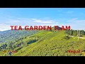 Download Lagu Ilam Tea Garden | Kanyam Nepal | Beautiful Nepali background music | (कन्याम - इलाम र श्रीअन्तु )