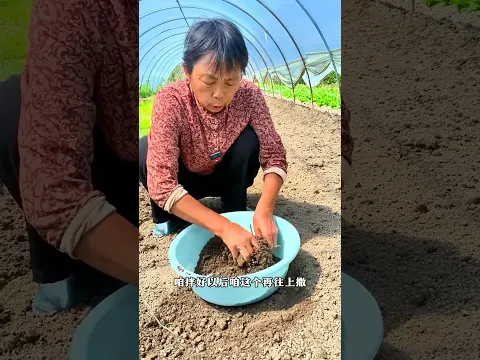 Sister Yang, the Vegetable Expert