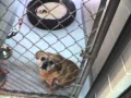 Morrison County Humane Society 2-4-15 new animals for adoption