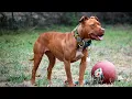 Is Your Dog a Purebred American Pit Bull Terrier Here s How to Tell