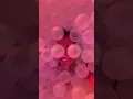 Bubble Planet Toronto An Immersive Experience