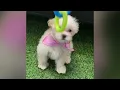 Delilah - Maltipoo Puppy for Sale in Dallas Texas
