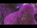 Download Lagu Matuê - Gorilla Roxo