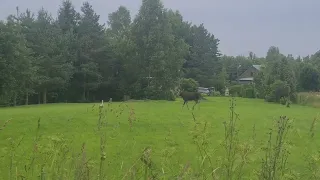 Разборки лося и аиста