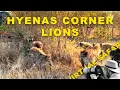 Download Lagu Leeuwen botsen met hyena's en olifanten laten zien hoe goed ze kunnen voetballen! | Virtuele safa...
