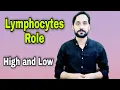 What is Lymphocyte Role of Lymphocytes
