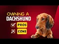 The Truth About Dachshunds Pros and Cons Every Owner Should Know
