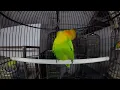 Download Lagu FULL 4 JAM MASTERAN LOVE BIRD KONSLET SUARA MINOR #EPS012