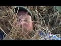 Spread pine straw like a pro