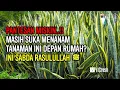 Download Lagu DAMPAKNYA SAMPAI AKHIRAT..!! INI 7 TANAMAN PEMBAWA SIAL YANG MASIH SAJA DITANAM MENURUT ISLAM
