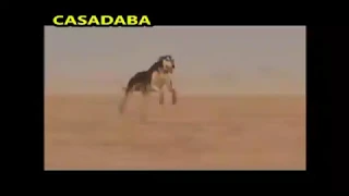 اغنية العالمية هههه سلوكية هاااو هاااو Slogya Haw  اغنية العالمية هههه سلوكية هاااو هاااو Slogya Haw