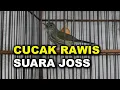 CUCAK RAWIS / BAYEMAN GACOR UNTUK PANCINGAN DAN MASTERAN