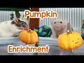 Rats vs Pumpkin enrichment
