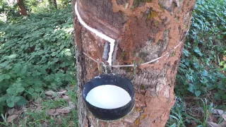 Rubber Plantations In Tripura By Dr Vempalli Gangadhar 