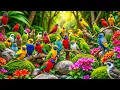 Lagu De kleurrijkste vogels ter wereld – adembenemende natuur en ontspannende vogelzang voor ....