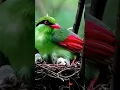 Download Lagu burung pancawarna #burungcantik #burungkicau #vidioshort
