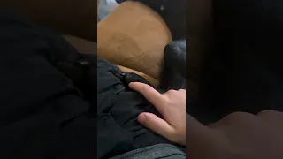 Guy Tries Tickling His Dog And Gets More Than He Bargained For 
