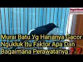 Lagu Murai Batu yg Harianya Gacor Ngukuk Itu Faktor Apa Dan Bagaimana Perawatanya❓️