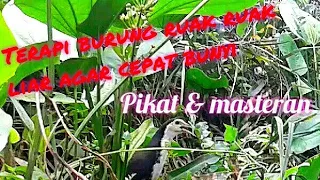 Download Masteran dan pikat burung ruak ruak agar cepat gacor suara alam MP3