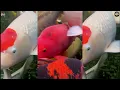Download Lagu Binnenkijken bij Maruhiro Koi Farm: unieke beelden van de beroemde ronde vijver!