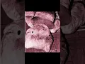 Hello kitty murder case