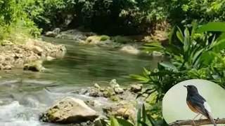 terapi air mengalir masteran murai batu isian mewah