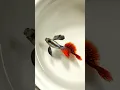 Download Lagu Beautiful mail Guppy fish 😍||Different variety Guppy fish mail😘||Volg Part 6|| #shorts #guppyfish