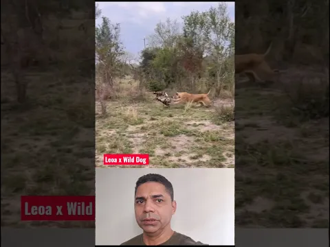 Leoa pega 2 cão selvagem africano!!