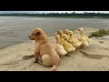 Download Lagu Unbelievable!When a wild puppy becomes a mother duck...puppy takes the ducklings on a grand journey.
