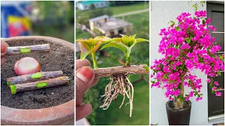 Growing Bougainvillea Plant From Small Cutting