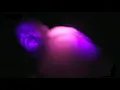 YTP The Ghost Adventures Crew Bang