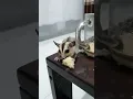kok bengong | ayo makan lagi 🥲 #sugarglider #peliharaan #pets #hewanlucu #hewanjinak #whiteface