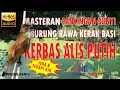 Download Lagu Masteran Dan Pancingan Bunyi Burung Kerak Basi Alis Putih