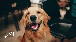 صوت كلب مخيف للقطط  صوت كلب مخيف للقطط