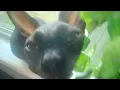Download Lagu cats - tiktok version with legalize nuclear bombs
