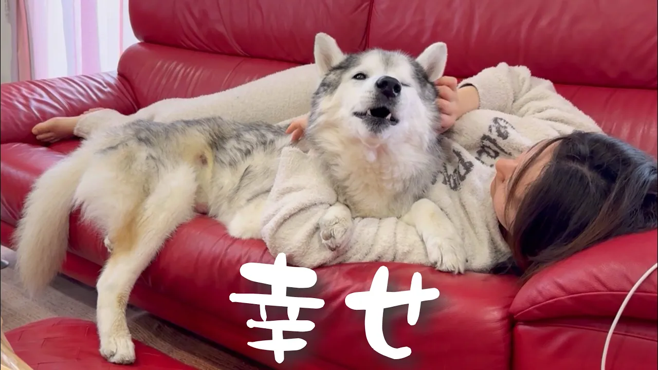 絶賛ハピハピ無職の姉に一生添い寝をさせられているシベリアンハスキー