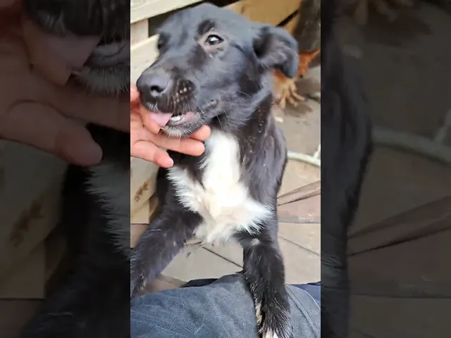 動画