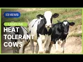 Download Lagu Breeding heat tolerant dairy cows for a warming world | Landline | ABC NEWS