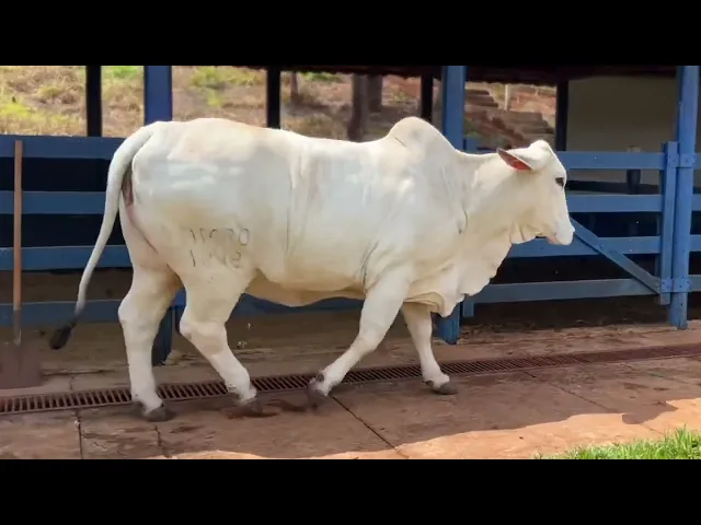 PACOTE 01 - 30 EMBRIÕES BRAHMAN BRAÚNAS