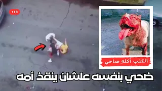 رجل تايلاندي يضحي بحياته لإنقاذ والدته من هجوم كلبه   كلب البيتبول يمزق احشاء صاحبه دندنها