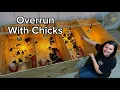 Our Chicken Hatchery Behind The Scenes